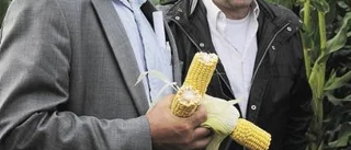 Nya sorters majs erövrar Gotland
