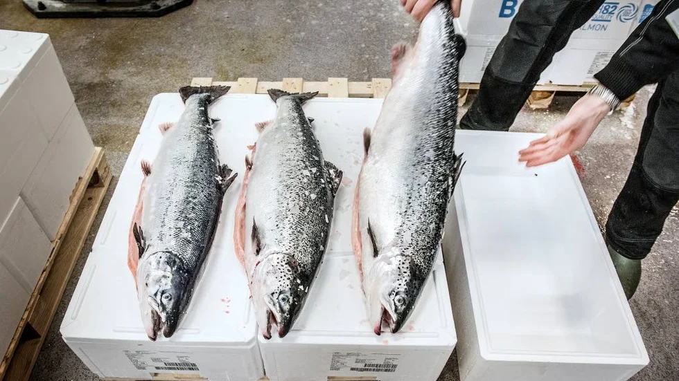 Fiskodlingen förväntas vara igång till hösten.