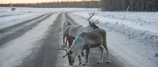 Regnigare vintrar ger mer vägsalt