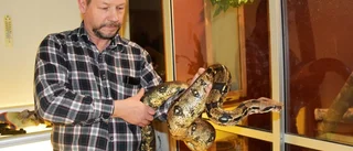 Vi minns Luleås första kändisorm