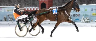 Succéhästen från Skellefteå gör V75-debut i påsk – jagar fjärde raka segern i travets elitserie