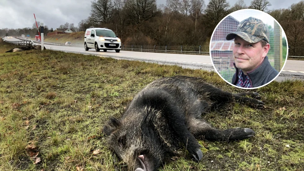 Vildsvinen ser återigen ut att öka. Mellan januari och mars i år inträffade 87 vildsvinsolyckor i Sörmland.