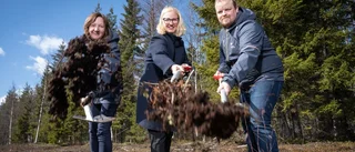 Arbetet för att få el till Luleå industripark igång: ”Viktig pusselbit”