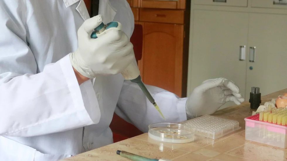 En pojke i den kinesiska provinsen Henan har smittats med influensaviruset H3N8, som i Sverige är känst om hästinfluensa. Arkivbild.