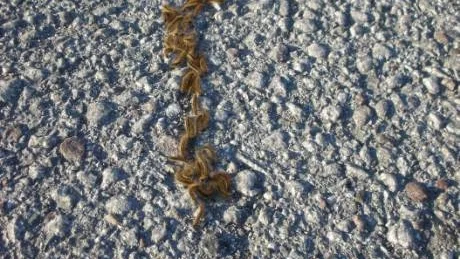 Förvillande. Den här gruppen av larver påminner mycket om processionsspinnarlarver till sitt beteende, men så här års är inte dessa på marsch på det sättet.