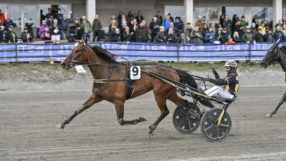 Devils Tongue (Sandra Eriksson) startar i 4-åringseliten på Solvalla med halvmiljonen i förstapris, söndag.