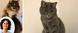 Hennes katter försvann i bilkraschen – utlyser hittelön för att finna Barbro: "Det finns inte en chans att jag ger upp"