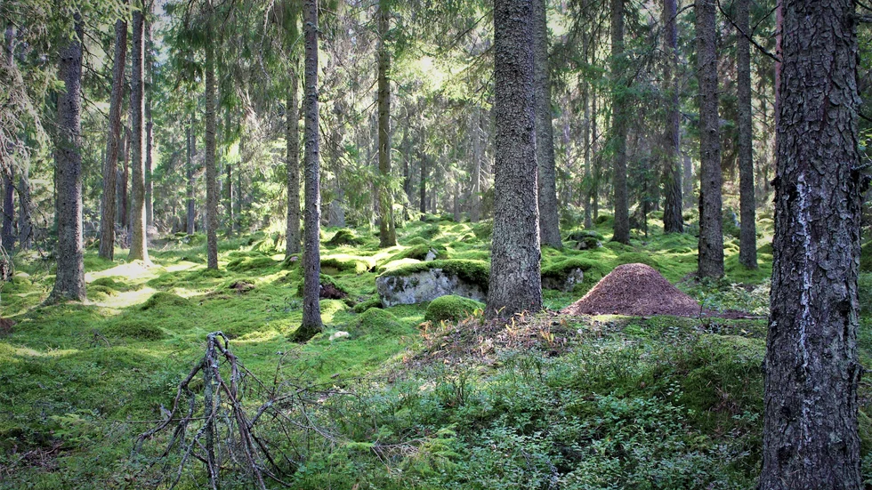 Adolfsbergsskogen i Storvreta är en kalkbarrskog, som är en ansvarsnaturtyp i Uppsala län, skriver arbetsgruppen Rädda Storvretaskogen.