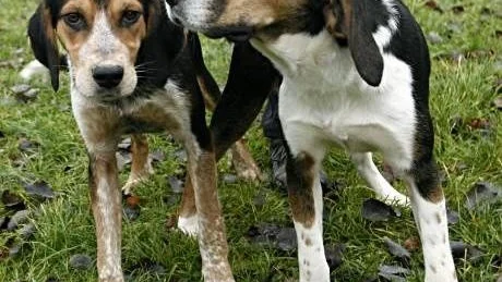 De två hundarna bor just nu på Vallstena hundpensionat, men på fredag löper deras tiodagars tidsfrist ut. Om ingen tar hand om hundarna väntar ett beslut om avlivning.