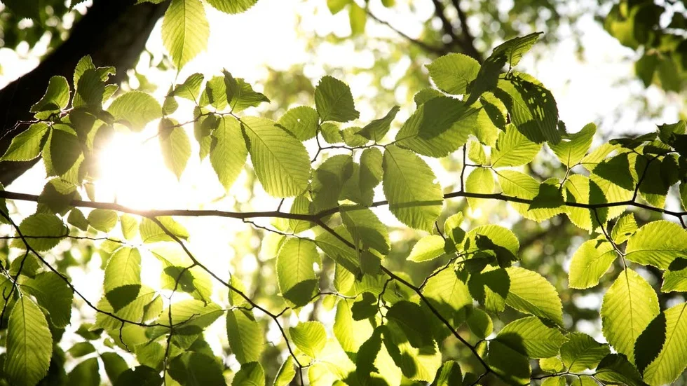 Solen kommer inte att vara blyg mellan regnskurarna.