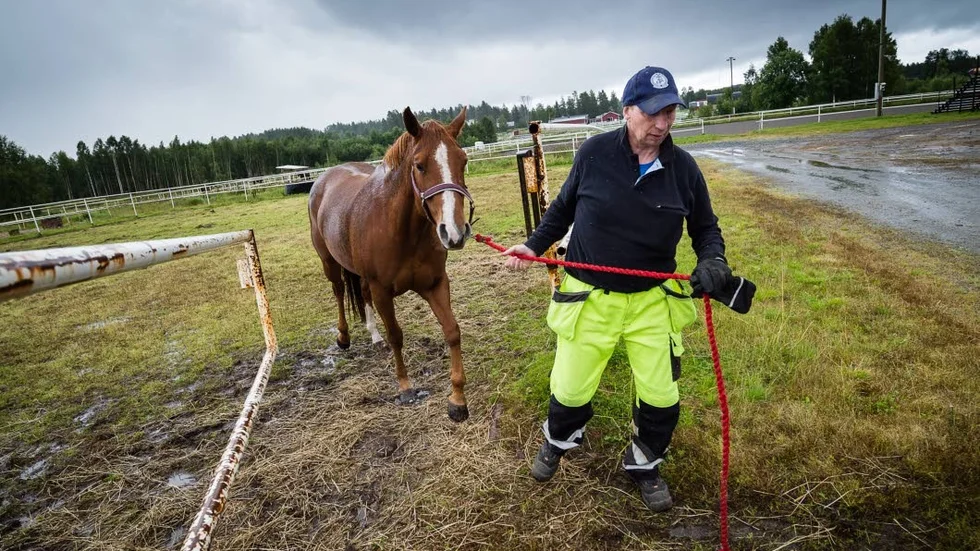 Sysslor. Olle Nordberg utför olika sysslor på ridklubben. Här tar han hand om hästen Rain. Arkivbild.
