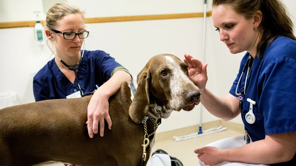 Alla djur har inte sådan tur som den här hunden. Särskilt under sommaren är det många som aldrig får träffa en veterinär.