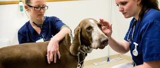 Veterinärbrist vår nya sommarplåga
