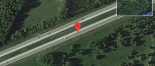 Älgar på vägen på E20