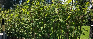 Tips: Så skyddar du din trädgård från invasiva arter • Plantera inte • Gräv upp rötterna • Använd skyddsutrustning