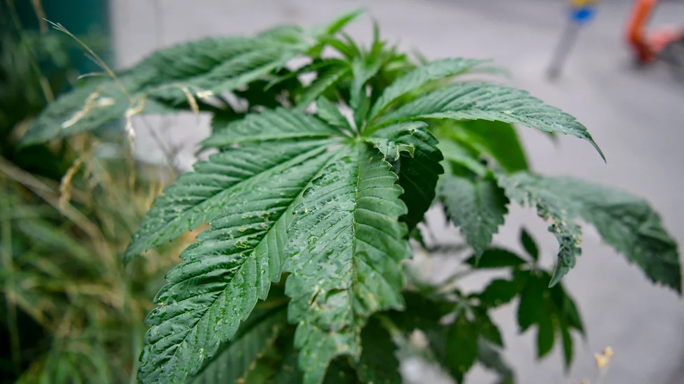 En cannabisplanta, som inte har något med cannabisplantorna i artikeln att göra.