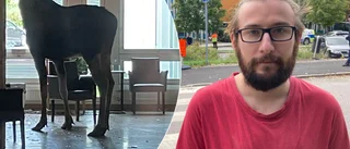 Skadade älgen avlivad – Marcus såg när den hoppade in genom fönstret på sjukhuset: "Det var läskigt"