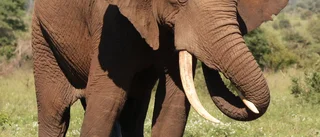Uppsalabo ska importera jakttrofé – från hotad elefant 