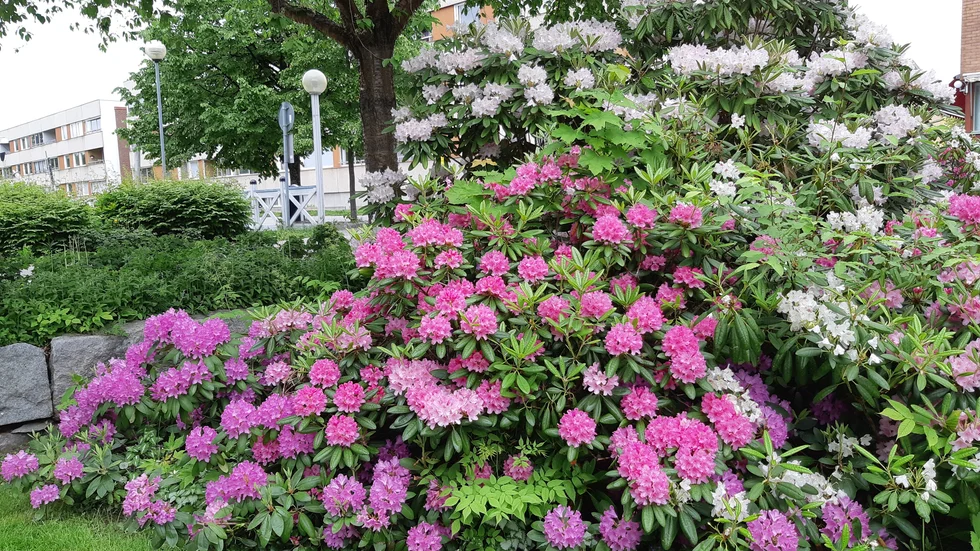 Så vackert det blommar i Badhusparken.