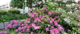 Läsarbilden: Blommar för fullt!