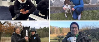 Lokalkändisarna som har husdjur: "Han är verkligen en familjemedlem, en av oss"