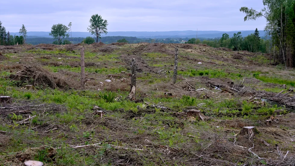 Ifrågasatt. Greenpeace hånar kalhyggen utan att sätta sig in i kontexten. 
