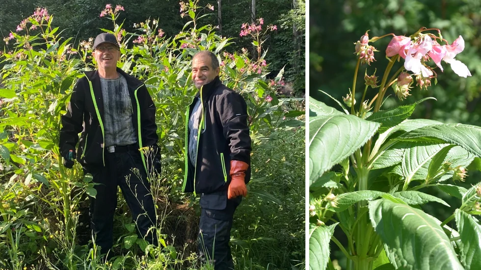 Agronom Albir Gabro och lantarbetare Sharbel Bodkian i ett buskage av jättebalsamin. I sommar har de varit ute och bekämpat invasiva arter i Motala.