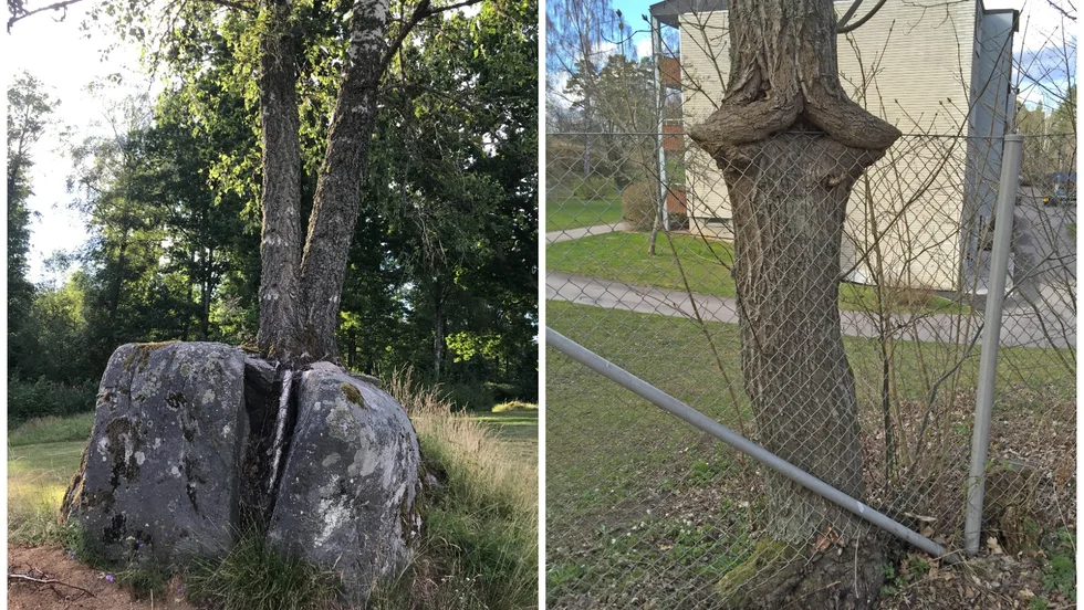 En björk som växer ur en sten på Emmaboda golfklubb valdes ut som Smålands knasigaste, ett träd i ett staket i Boxholm, blev Östergötlands motsvarighet.