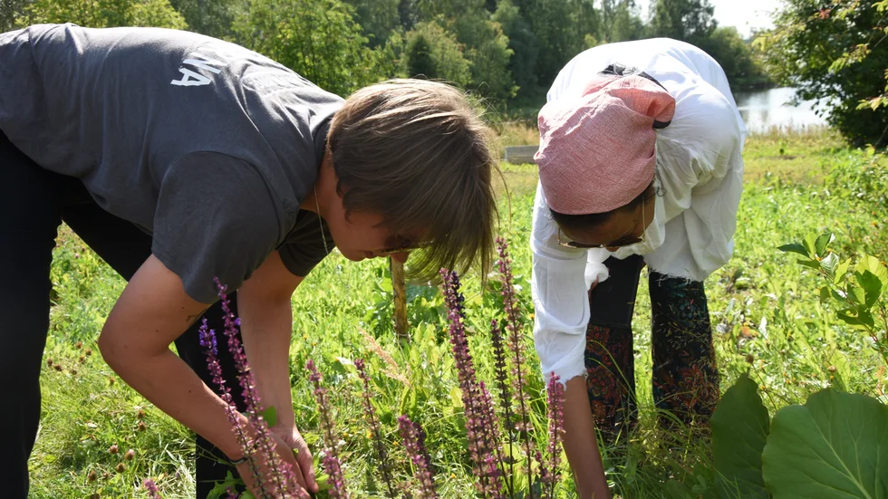 Annica Löfling och Nide Hissian påtar i joden på kolonilotten i Råneå och älven susar stillsamt nedanför. 