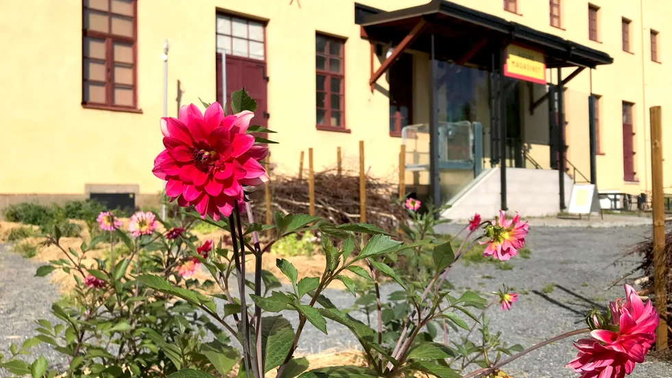 Utanför länskonsthallen Havremagasinet i Boden kan man fika och se vackra blommor. Susanne skickade in bilden.