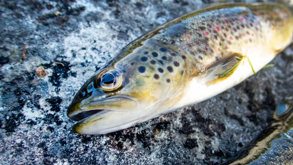 Genom att infektera öringar med larver från flodpärlmusslor hoppas man få musselbeståndet att öka. Arkivbild.