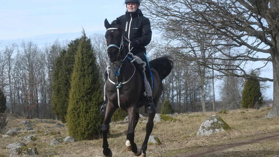 Kjell Westerback galopptränar Hadari i den kuperade terrängen i Djursdalatrakten. Ekipaget förberder sig för VM i distansritt där de är ett av fyra som representerar Sverige.