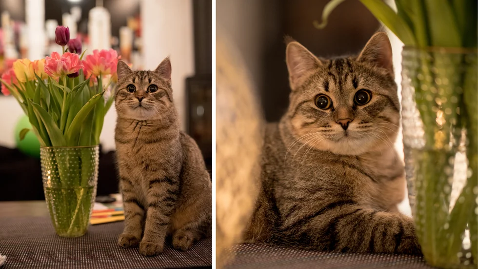I januari i år dumpades katten Rex ur en bil i Fröslunda. Nu har han fått ett nytt hem.