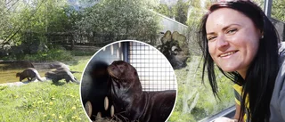 Utrotningshotad jätteutter från Parken Zoo flögs till Argentina – deltar i unikt bevarandeprojekt