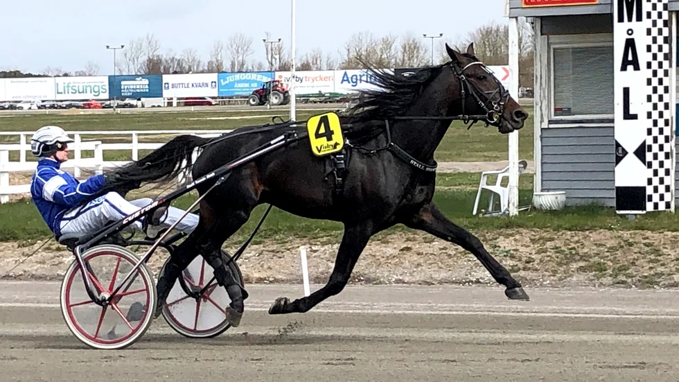 Global Welcome kom tvåa i Gotlandslöpningen ifjol och är V5-favorit på måndag.