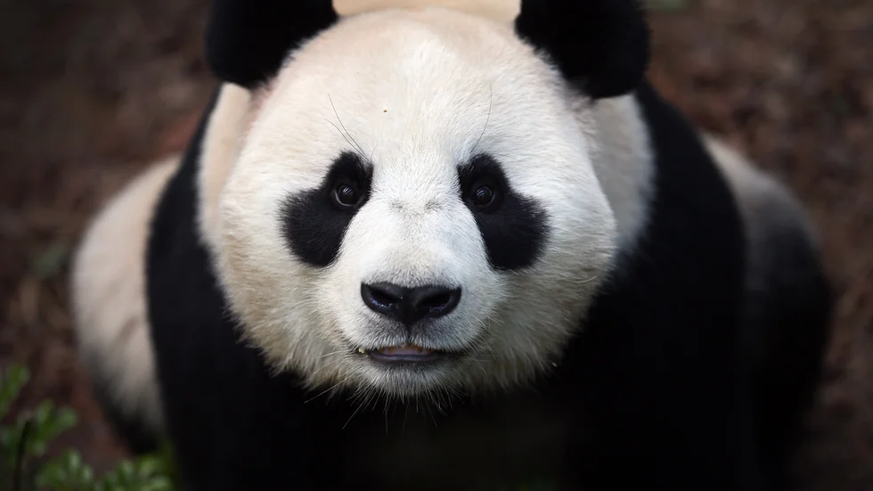 Jättepandan Jia Jia har fött en unge på en djurpark i Singapore. Arkivbild.
