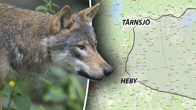 Skyddsjakten på varg förälngs i Siggeforareviret.
