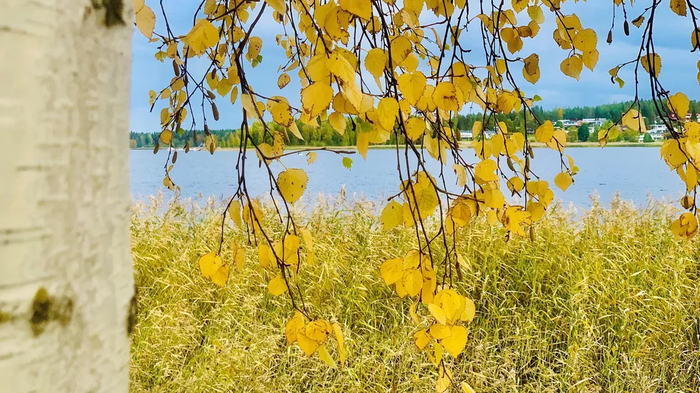 Så vackra, höstgula löv!