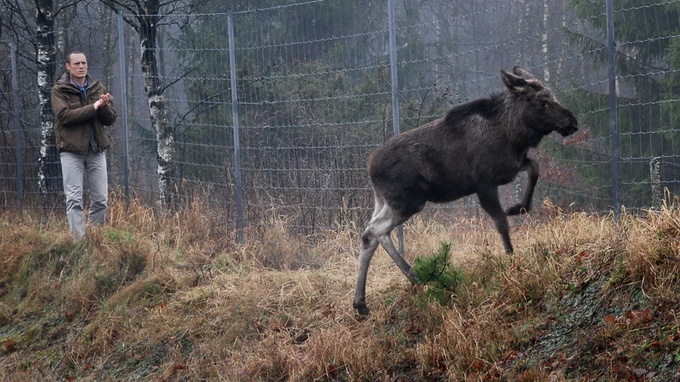 "För att vara optimalt verkningsfulla bör vilt­stängslen kombineras med viltvarningssystem samt lösningar som gör att vilt kan ta sig både över och under vägarna för att inte skapa inlåsningseffekter och förskjuta olycks­riskerna någon annan stans", skriver Gudrun Brunegård (KD).