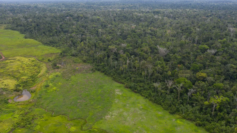 Skövlad mark i Amazonas gränsar till regnskog som ännu står kvar. Arkivbild.