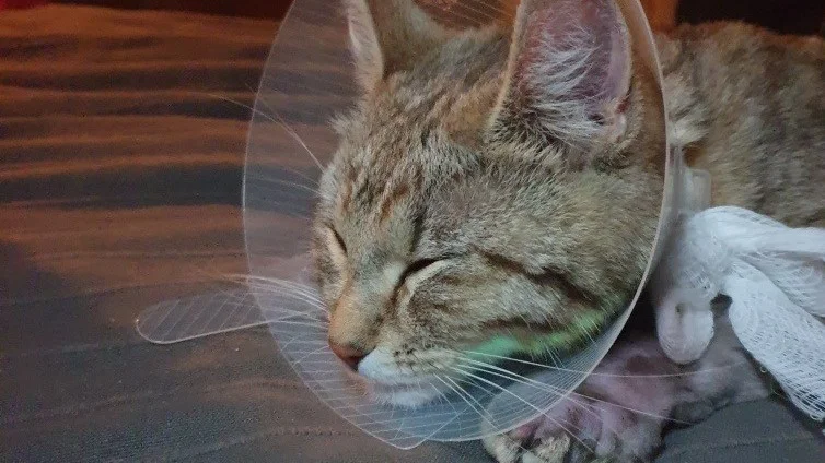Katten Dante blev huggormsbiten, men klarade sig. Nu varnar Distriktsveterinärerna djurägare.