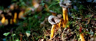 Nu ska svampar i Motala kartläggas