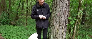 Missing dog inne på sitt sjunde år