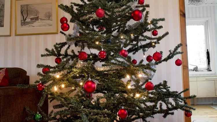 Julgranarna ska slängas på någon av kompostgårdarna i Hultsfred, Vena, Silverdalen, Mörlunda, Målilla, Järnforsen eller Virserum. Foto: Jonas Ekströmer / TT
