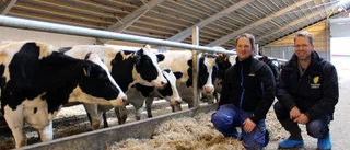De ska förvandla kodynga till helt ny produkt