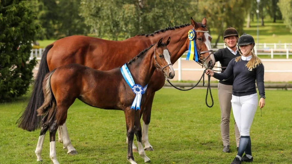 Kisafölet Cayenne V utsågs i helgen till mellansveriges finaste hoppföl.