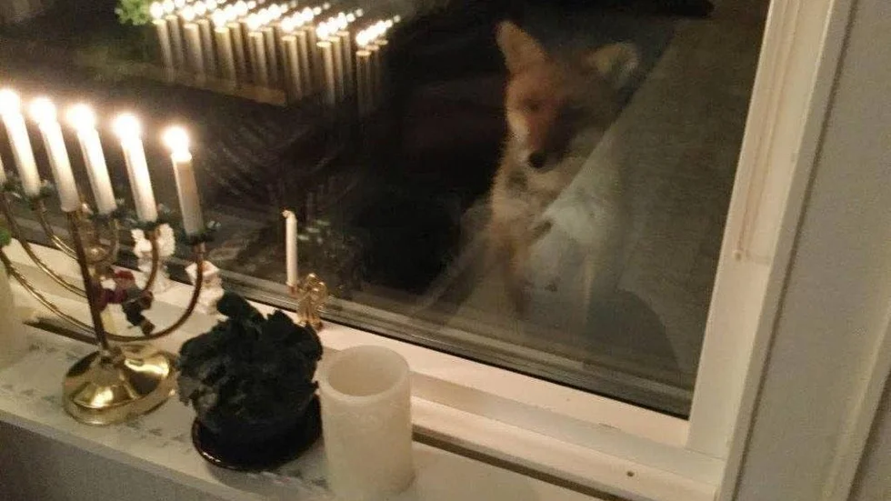 Nyfiken. Carina Johansson tog bilden på räven när den satte utanför hennes hus på Sagovägen och tittade in genom fönstret.