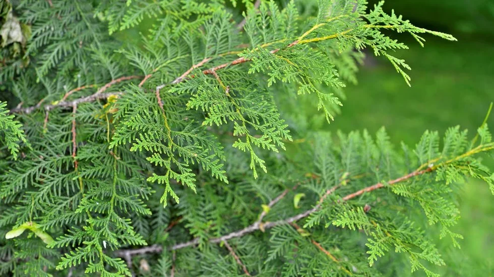 Thuja.