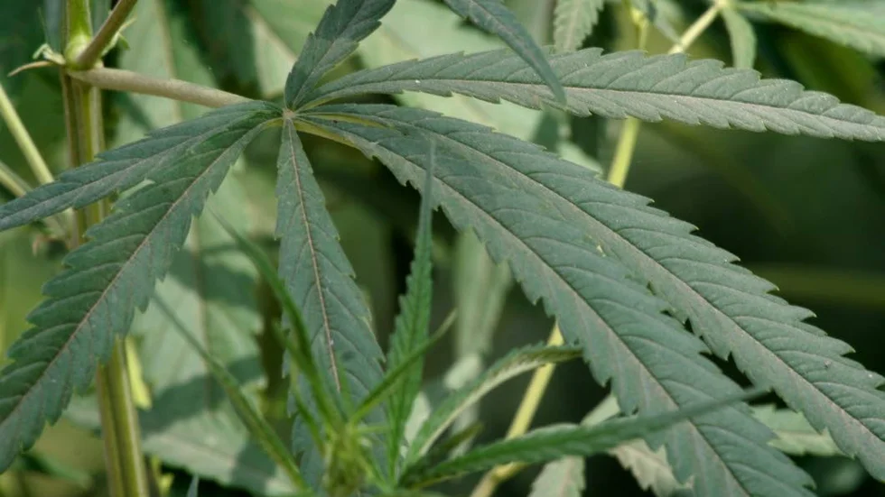 Ett drogtest visade att 57-åringen hade cannabis i blodet.