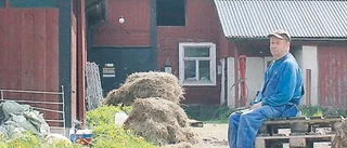 Vargen dödade 13 får i Gölpefall